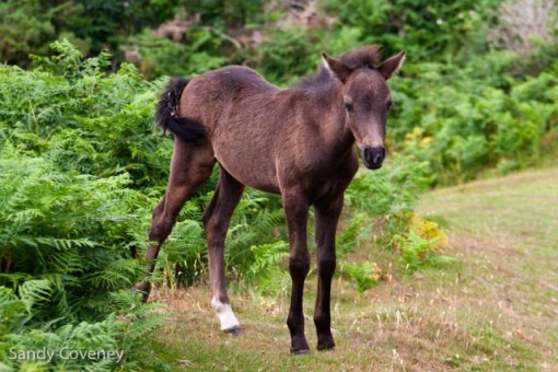 Foal
