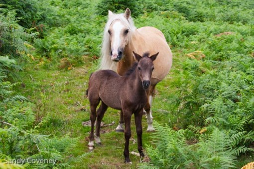 Mum and Foal
