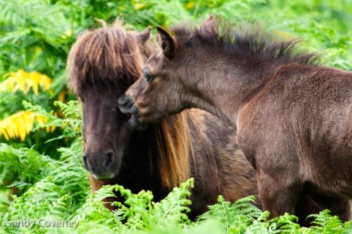 Shetland Pony and Foal